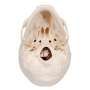 Klasszikus koponya új aggyal, 8 részes