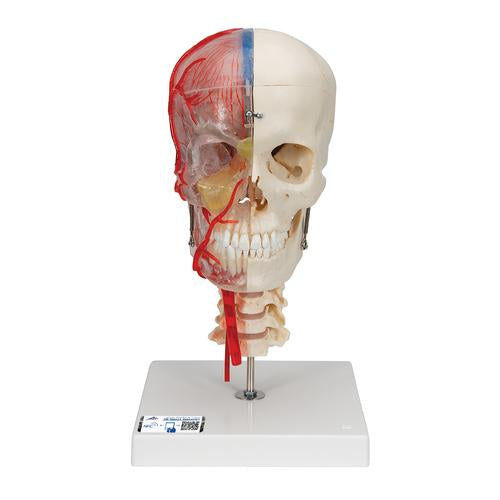 3B Scientific® rendszer koponya – oktató Deluxe koponya, 7 részes