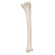 Sípcsont