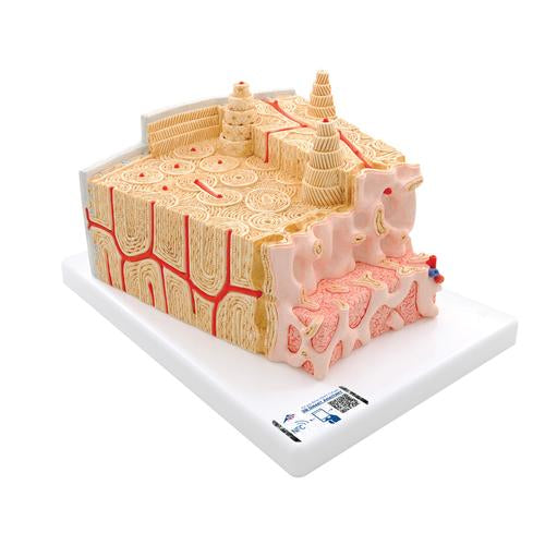 3B MICROanatomy Csontszerkezet