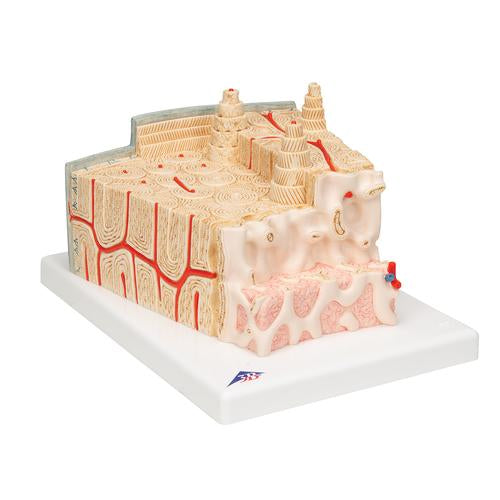 3B MICROanatomy Csontszerkezet