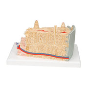 3B MICROanatomy Csontszerkezet