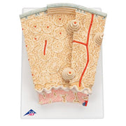 3B MICROanatomy Csontszerkezet
