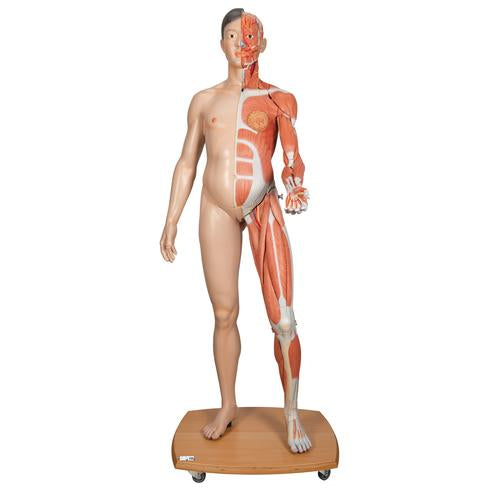 3B Scientific® életnagyságú kétnemű, ázsiai izommodell, 39 részes