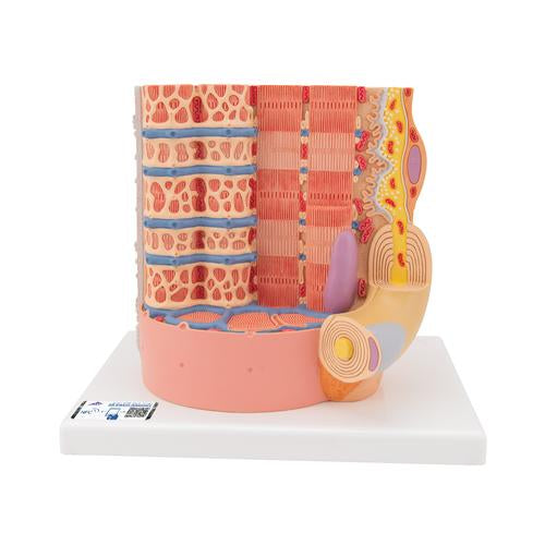 3B MICROanatomy izomrost - 10.000-szeres nagyítás