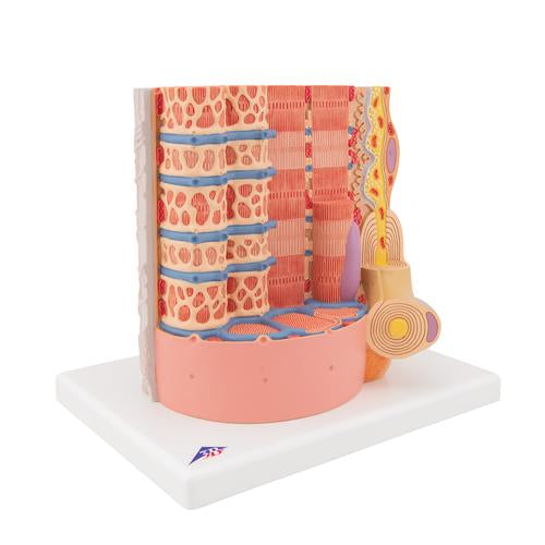 3B MICROanatomy izomrost - 10.000-szeres nagyítás