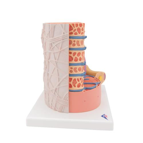 3B MICROanatomy izomrost - 10.000-szeres nagyítás