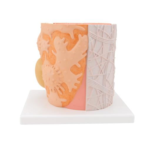 3B MICROanatomy izomrost - 10.000-szeres nagyítás