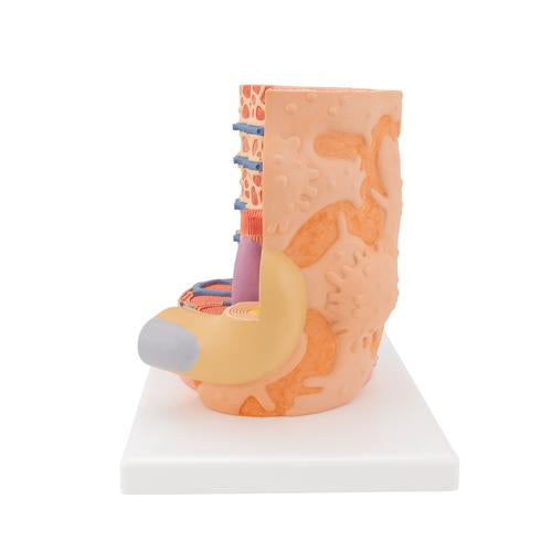 3B MICROanatomy izomrost - 10.000-szeres nagyítás