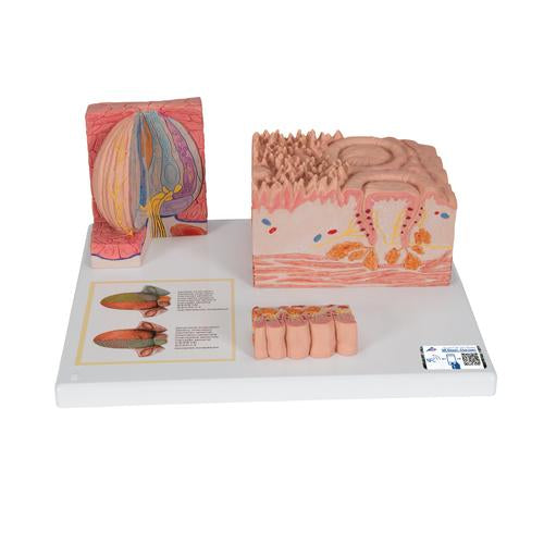 3B MICROanatomy Nyelv modell