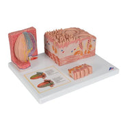 3B MICROanatomy Nyelv modell