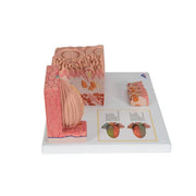 3B MICROanatomy Nyelv modell