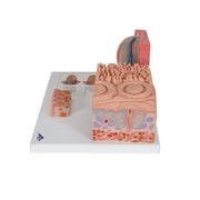 3B MICROanatomy Nyelv modell