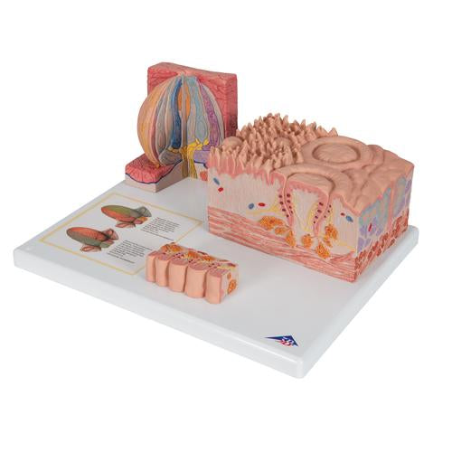 3B MICROanatomy Nyelv modell