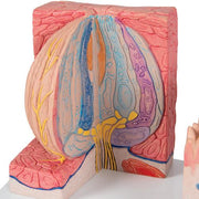3B MICROanatomy Nyelv modell