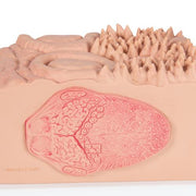 3B MICROanatomy Nyelv modell