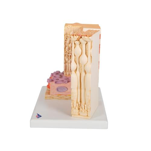 3B MICROanatomy Szem