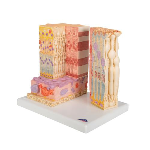 3B MICROanatomy Szem