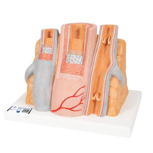 3B MICROanatomy Artéria és véna