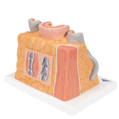 3B MICROanatomy Artéria és véna