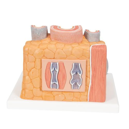 3B MICROanatomy Artéria és véna
