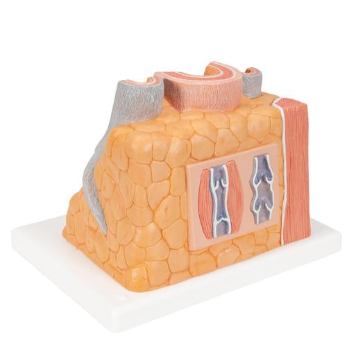 3B MICROanatomy Artéria és véna