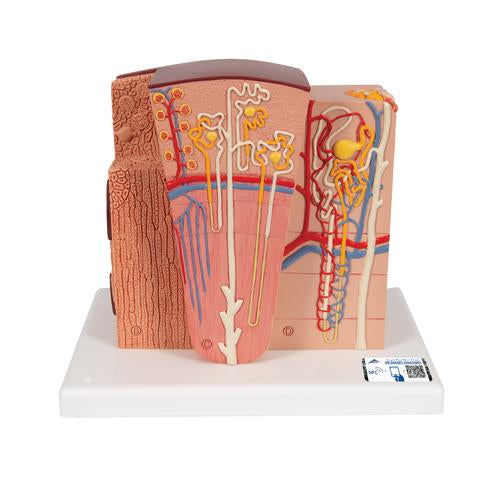 3B MICROanatomy Vese