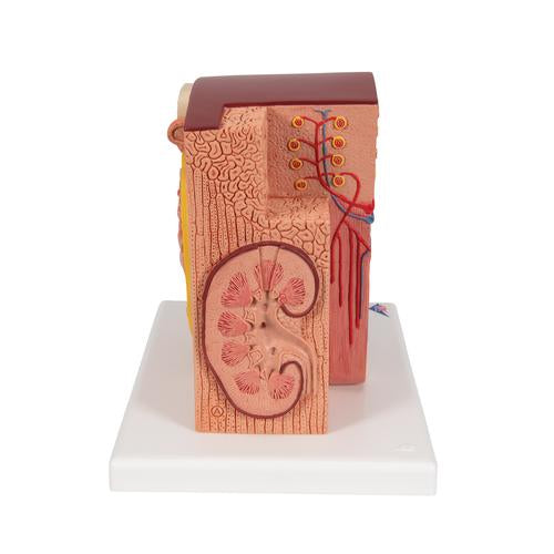3B MICROanatomy Vese