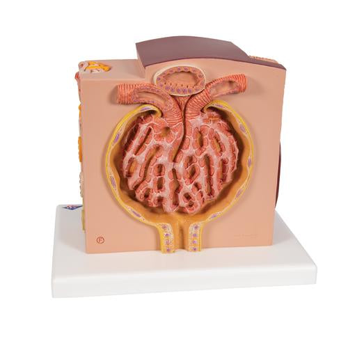 3B MICROanatomy Vese