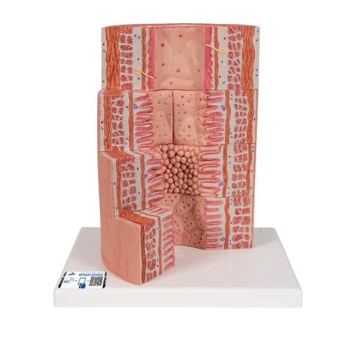 3B MICROanatomy Emésztőrendszer