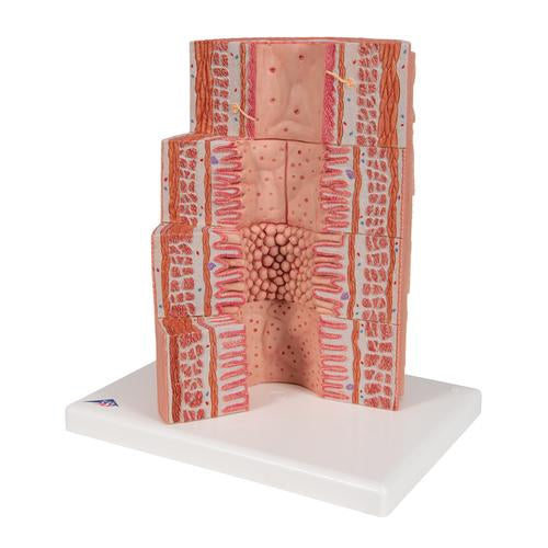 3B MICROanatomy Emésztőrendszer