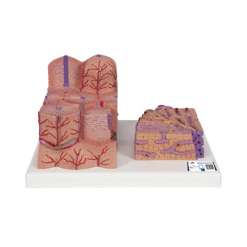 3B MICROanatomy máj