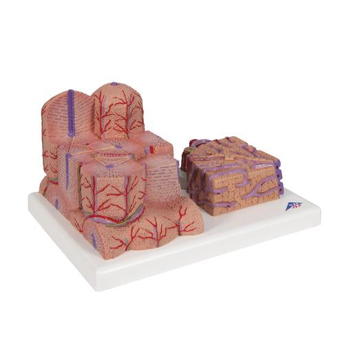 3B MICROanatomy máj