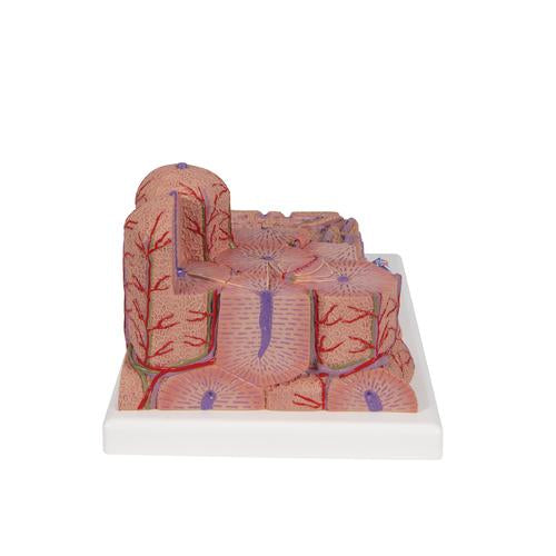 3B MICROanatomy máj
