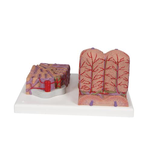 3B MICROanatomy máj