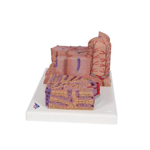 3B MICROanatomy máj