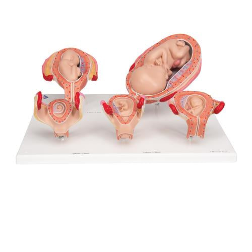 3B Scientific terhesség sorozat, 5 modell