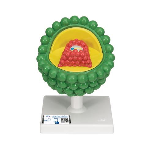 HIV modell - AIDS vírus
