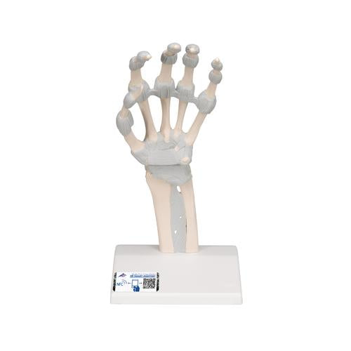 Kézfej csontváz elasztikus szalagokkal