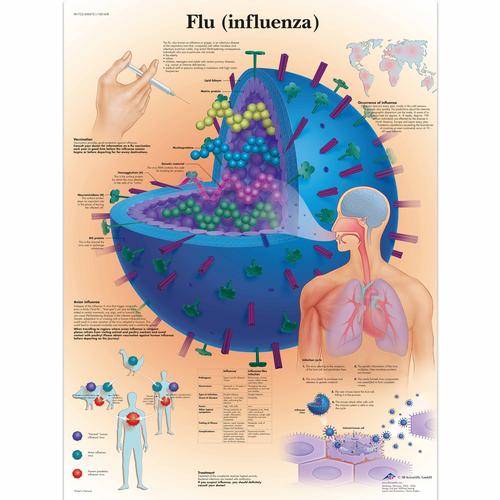 Influenza, papír falikép (angol nyelvű)