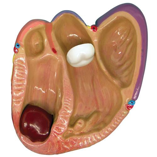 3 Mini Szív modell készlett